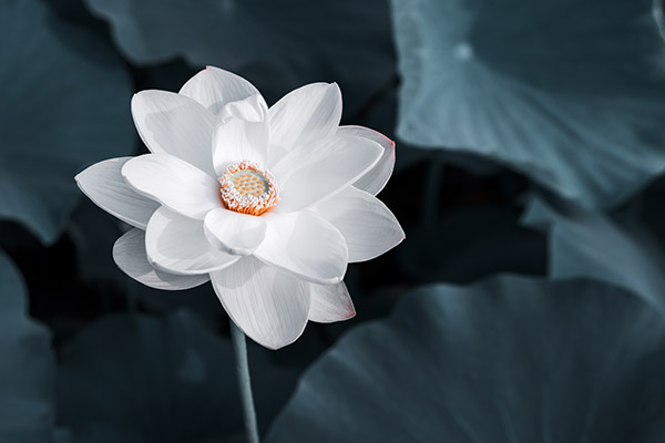 描写嘉峪关的优美句子(形容嘉峪关的经典句子)