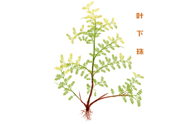家长会演讲稿老师发言_家长会学生代表演讲稿